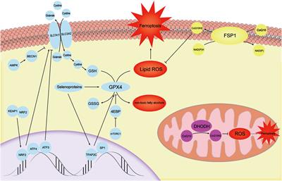 Ferroptosis: A Potential Target in Cardiovascular Disease